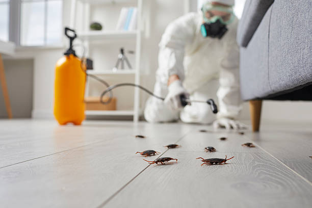 Post-Treatment Bed Bug Interceptor Monitoring in Kirkwood